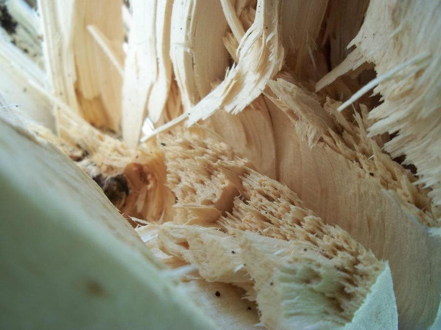 Split Innards Tree Innards by EmilyElizabeth96 on DeviantArt