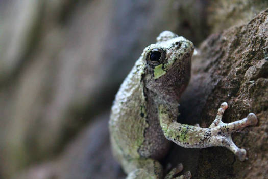 Tree Frog