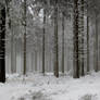 winter forest panorama