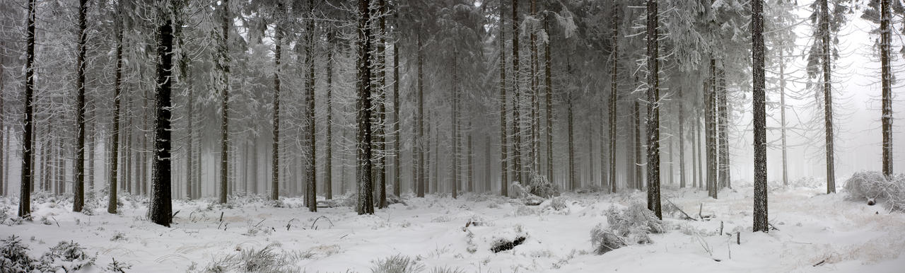 winter forest panorama