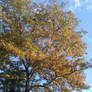 Autumn Tree