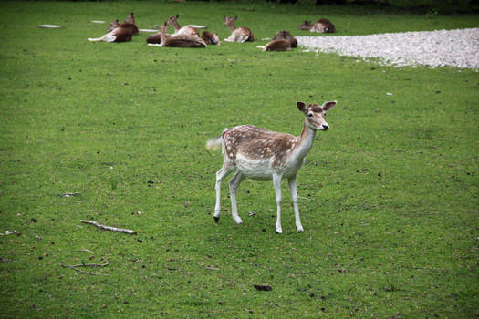 Deer on Herrenchiemsee island