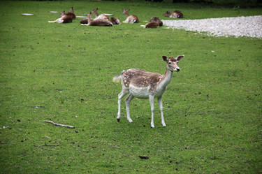 Deer on Herrenchiemsee island