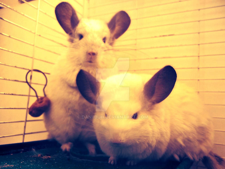 Chinchillas