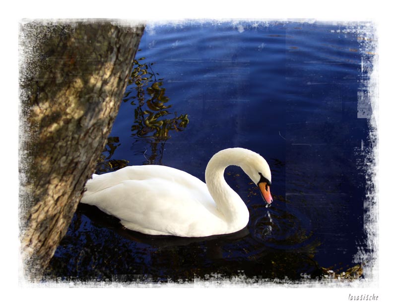 Swan