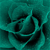 Teal rose