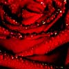 Darkred rose