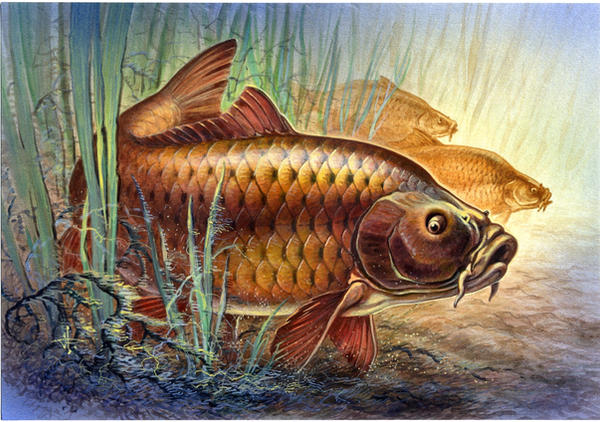 Carp By Stefan69 On DeviantArt carp-by-stefan69-on-deviantart