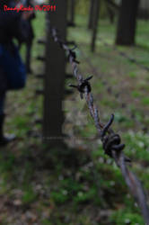 Barbed Wire 1