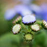 flor linda marianaom