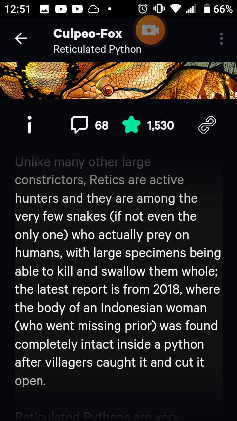 reticulated python eats a person dude by Bluey2007 on DeviantArt