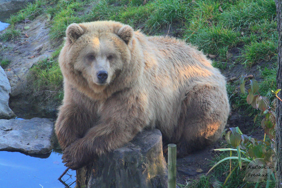 Brown Bear