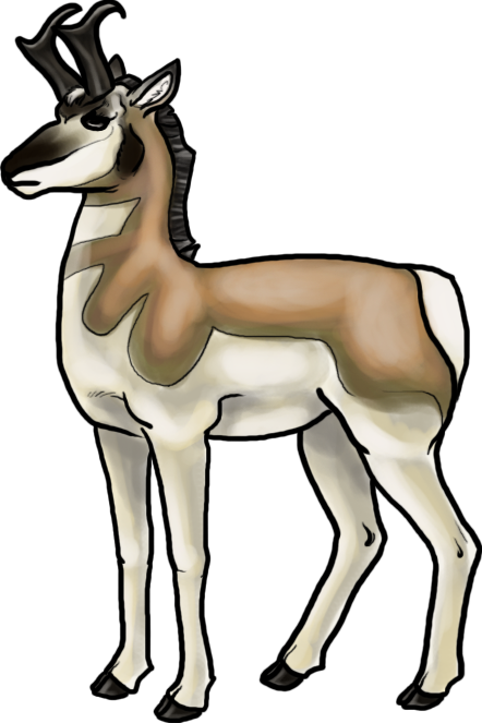 Pronghorn