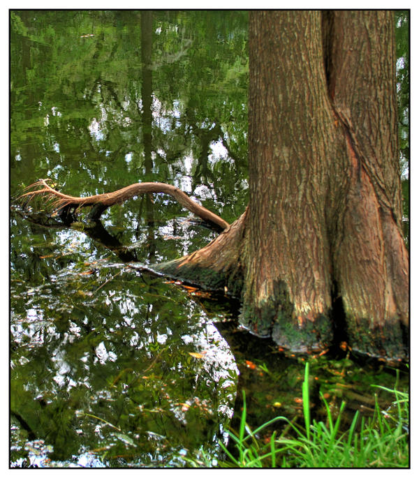 Tree in Water