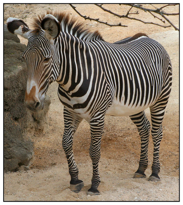 Zebra