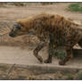 Spotted Hyena