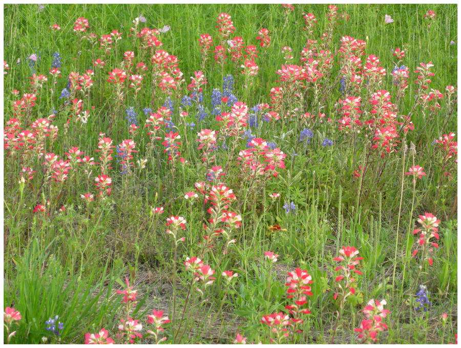 Field of Wild Flowers