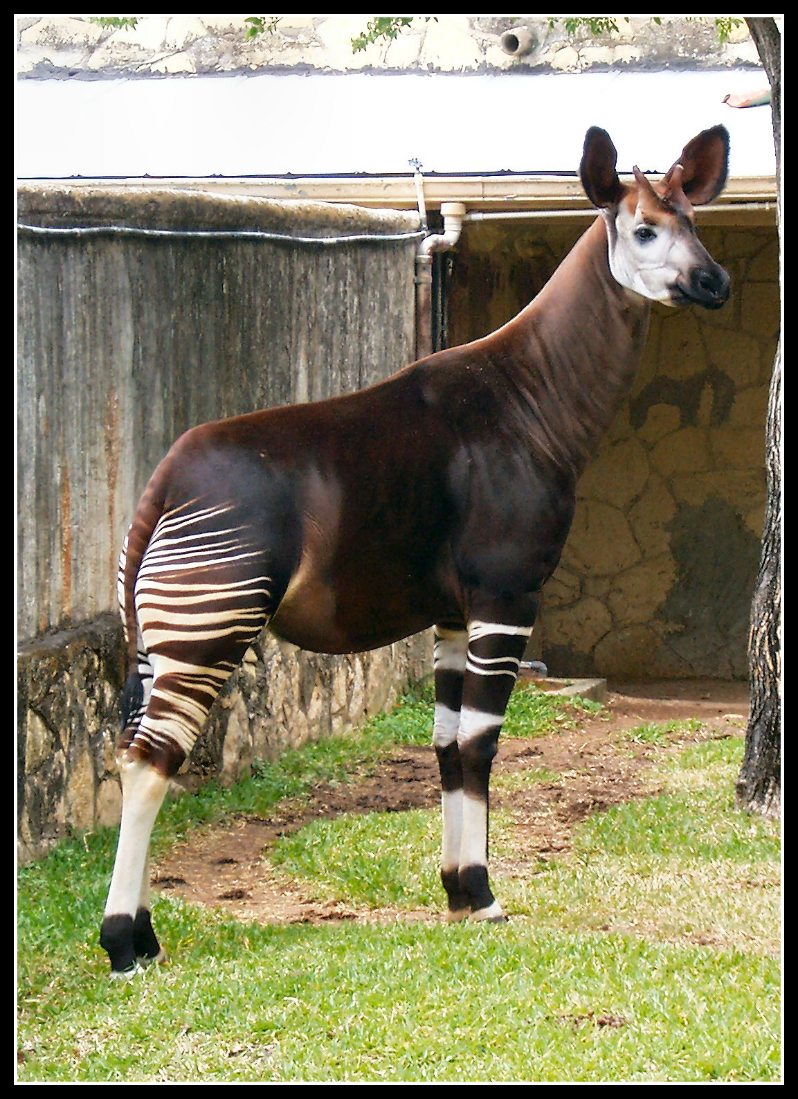 Okapi by shawn529 on DeviantArt