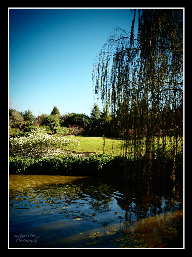 Under The Willow Tree