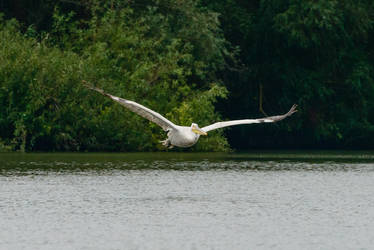 Danube Delta66