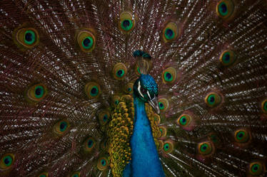 Peacock Display