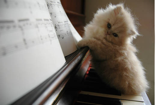 Piano Cat