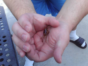 The Tiny Crab