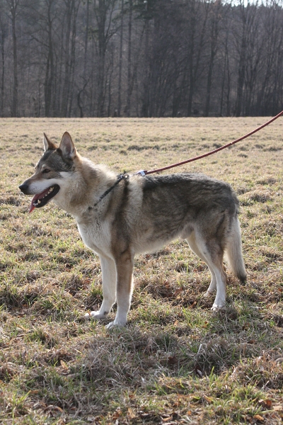 czech wolfdog 8