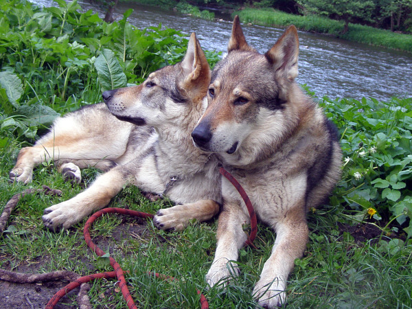 czech wolfdog - dad and son