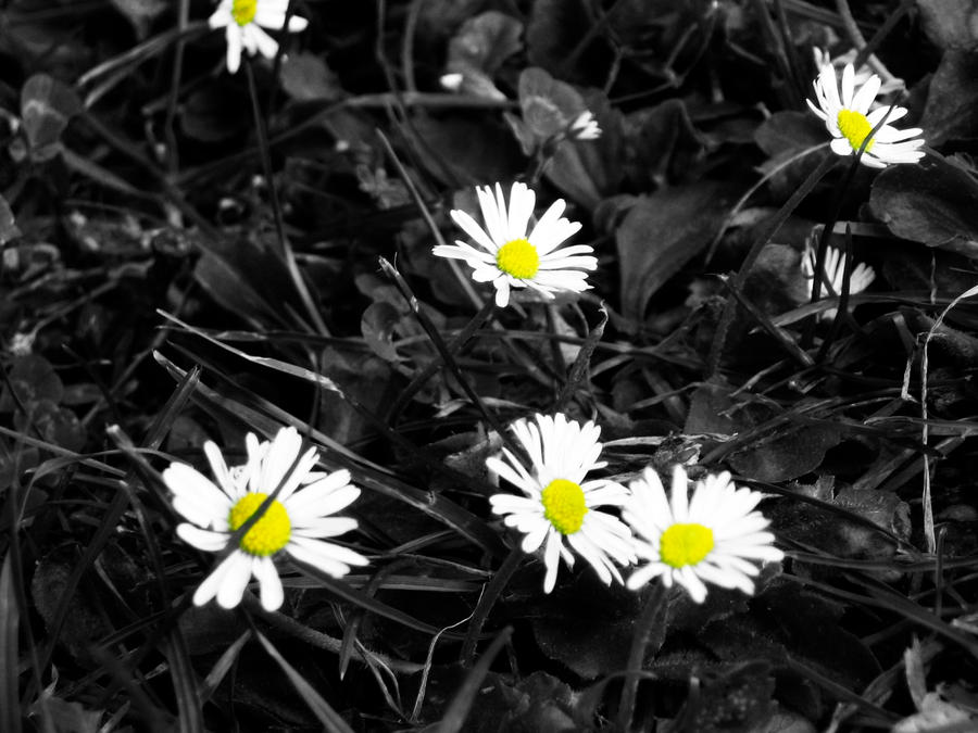 Daisys