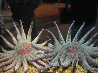 Jephrey's Starfish