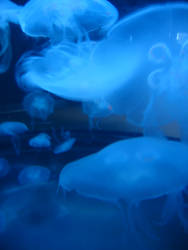 Jellyfishing