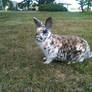 Rabbit Stock Image-12
