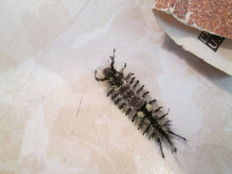 Tussock Moth Caterpillar Stock Image-2