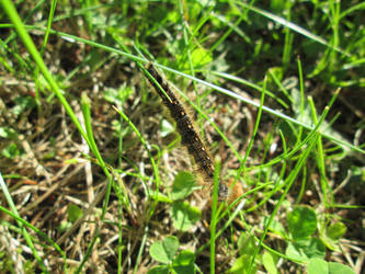 Forest Tent Moth Caterpillar Stock Image-3