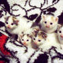 kittens II