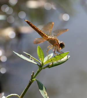 dragonfly part I