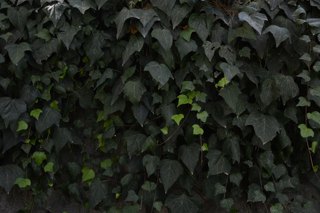 Ivy wall stock