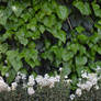 Ivy wall stock