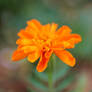 Tagetes