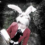 The White Rabbit