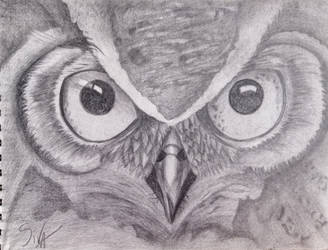 Owl