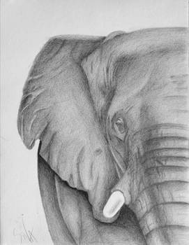 Elephant 