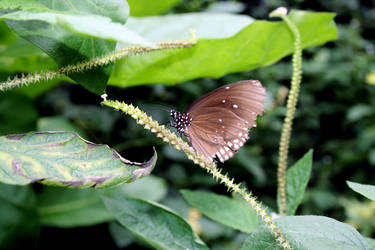 Brown Butterfly