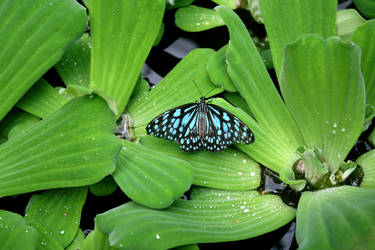 Butterfly Resting