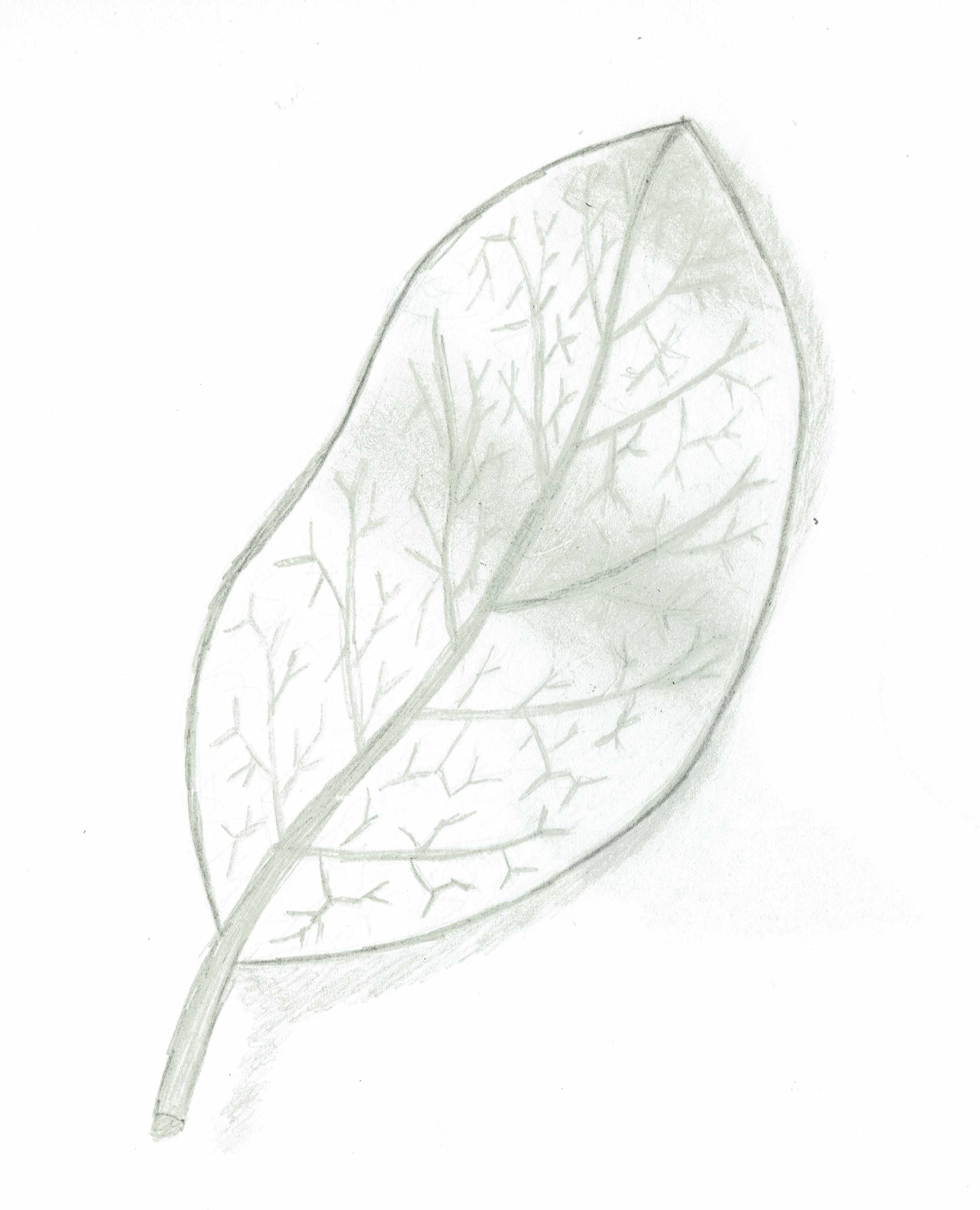 Leaf sketch