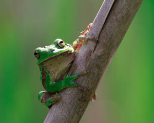 Hyla arborea