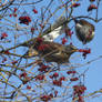 Fieldfare