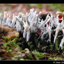 Candle snuff fungus