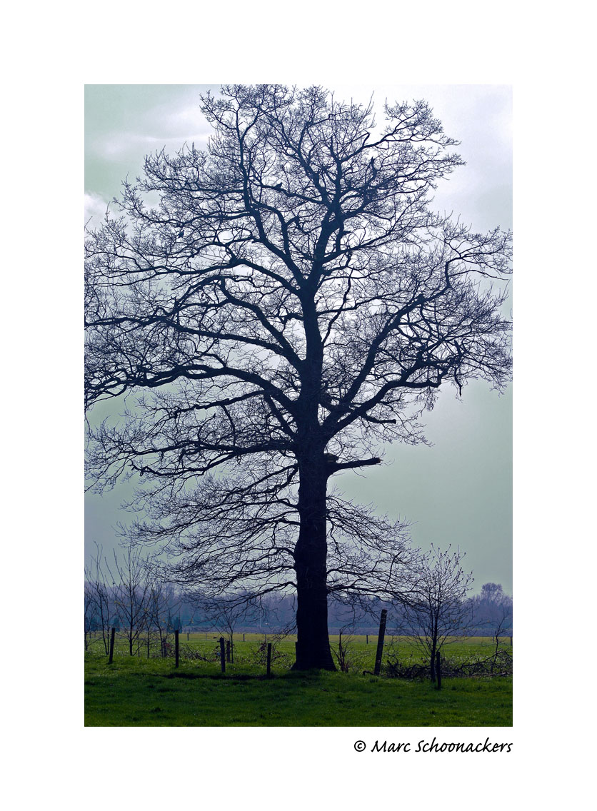 Lonely oaktree